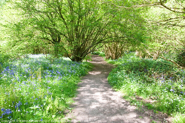 West Bergholt woodland walk through the bluebells Picture Board by Elaine Hayward