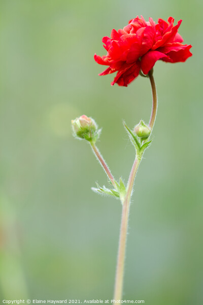 Geum red flower Picture Board by Elaine Hayward