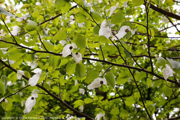 Handkerchief tree blossoming Picture Board by Elaine Hayward