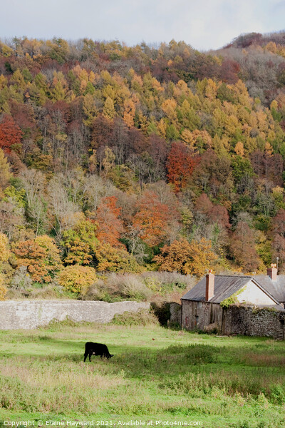 Wye Valley autumn at Tintern Picture Board by Elaine Hayward