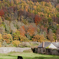 Buy canvas prints of Wye Valley autumn at Tintern by Elaine Hayward