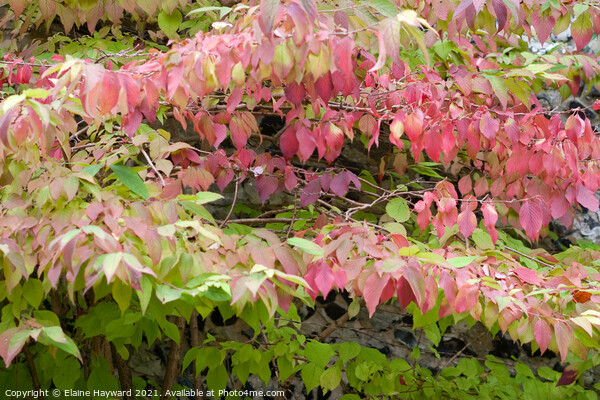 Viburnum plicatum mariesii in autumn  Picture Board by Elaine Hayward