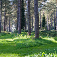 Buy canvas prints of Two paths through the forest by Elaine Hayward