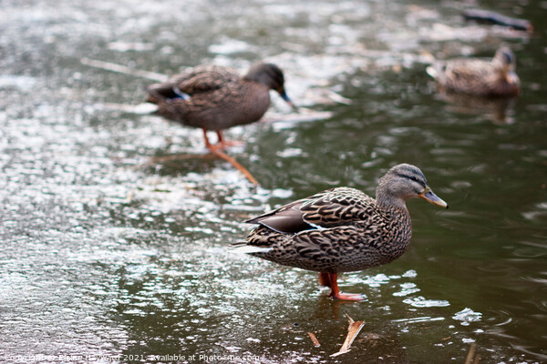 Ducks on a frozen pond Picture Board by Elaine Hayward