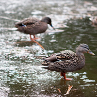 Buy canvas prints of Ducks on a frozen pond by Elaine Hayward