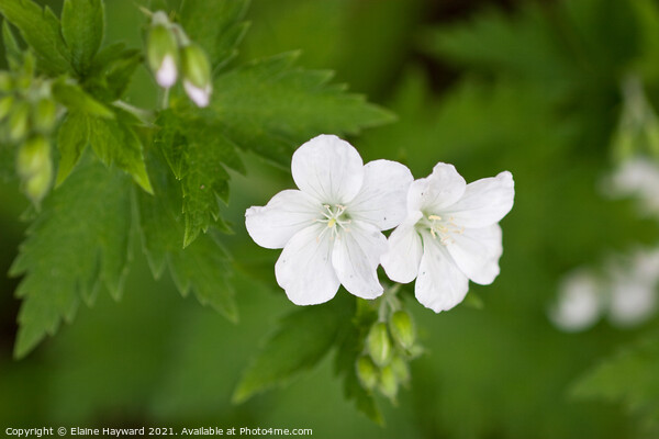 White geranium flowers close up Picture Board by Elaine Hayward