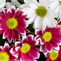 Buy canvas prints of Chrysanthemum flowers close up by Elaine Hayward
