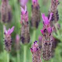 Buy canvas prints of French lavender flowers close up by Elaine Hayward