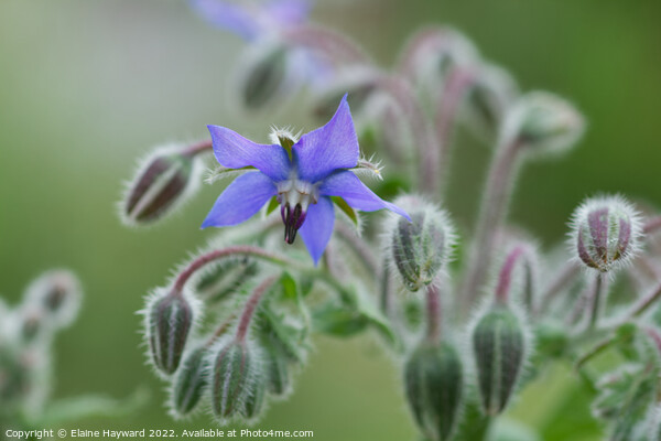 Borage flower close up Picture Board by Elaine Hayward