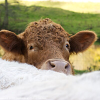 Buy canvas prints of Curious brown cow by Elaine Hayward