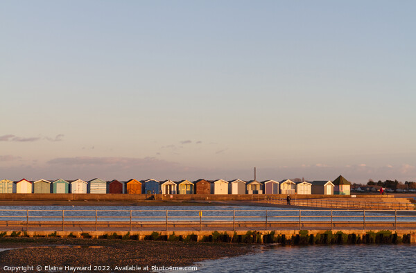 Beach huts at Brightlingsea during golden hour Picture Board by Elaine Hayward