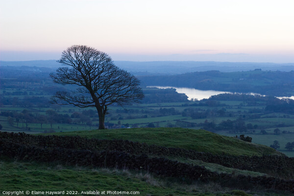 Lone tree in the Roaches  Picture Board by Elaine Hayward