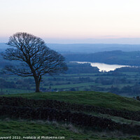Buy canvas prints of Lone tree in the Roaches  by Elaine Hayward