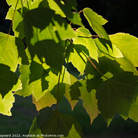 Buy canvas prints of Leaves and shadows close up by Elaine Hayward