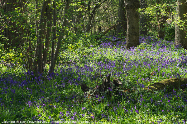 Hillhouse Wood bluebells in West Bergholt Picture Board by Elaine Hayward