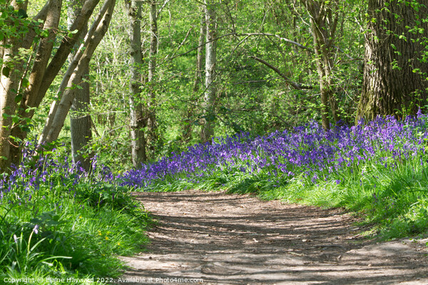 Bluebell path at Hillhouse Wood West Bergholt Picture Board by Elaine Hayward