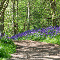 Buy canvas prints of Bluebell path at Hillhouse Wood West Bergholt by Elaine Hayward