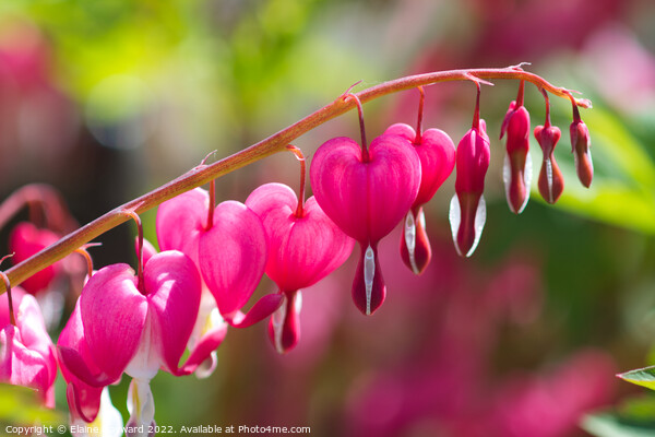 Pink hearts of the bleeding heart plant Picture Board by Elaine Hayward