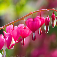 Buy canvas prints of Pink hearts of the bleeding heart plant by Elaine Hayward