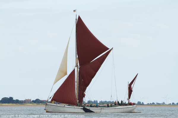 Thames barge 'Reminder' on the River Colne Picture Board by Elaine Hayward