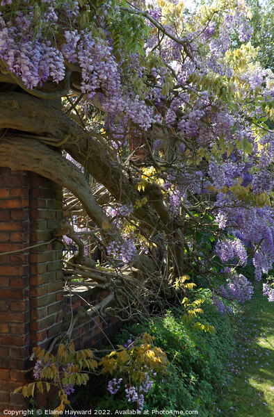 Wisteria and red bricks Picture Board by Elaine Hayward