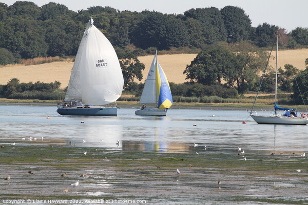 Sailing on the River Orwell at Pin Mill Picture Board by Elaine Hayward