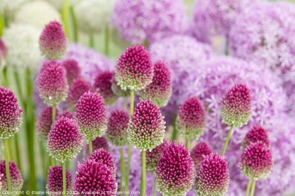 Allium flowerhead turning from green to deep pink Picture Board by Elaine Hayward