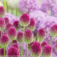 Buy canvas prints of Allium flowerhead turning from green to deep pink by Elaine Hayward