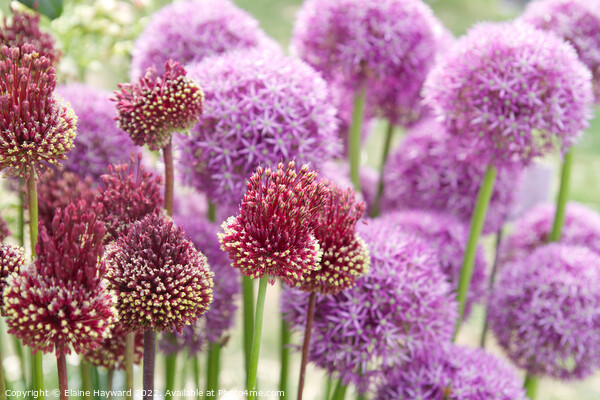 Allium 'red mohican' in flower Picture Board by Elaine Hayward