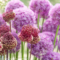 Buy canvas prints of Allium 'red mohican' in flower by Elaine Hayward