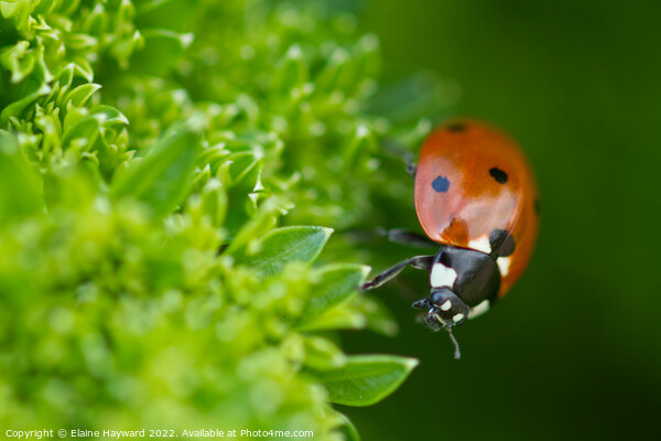Ladybird on curly parsley close up Picture Board by Elaine Hayward
