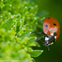 Buy canvas prints of Ladybird on curly parsley close up by Elaine Hayward