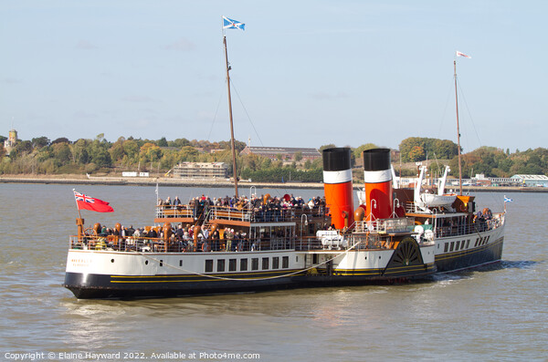PS Waverley on the River Stour at Harwich Picture Board by Elaine Hayward
