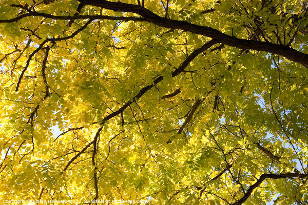 Robinia pseudoacacia frisia tree in autumn Picture Board by Elaine Hayward