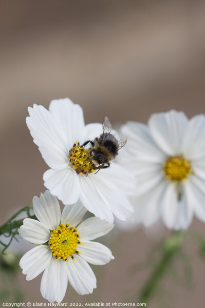 Bee on white cosmos flower Picture Board by Elaine Hayward