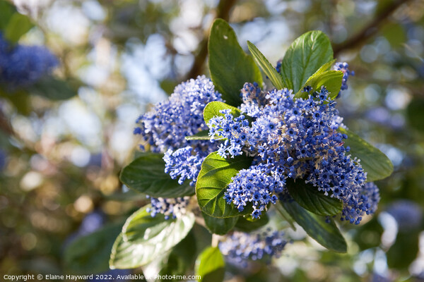 Ceanothus arboreus Trewithen Blue tree in flower Picture Board by Elaine Hayward