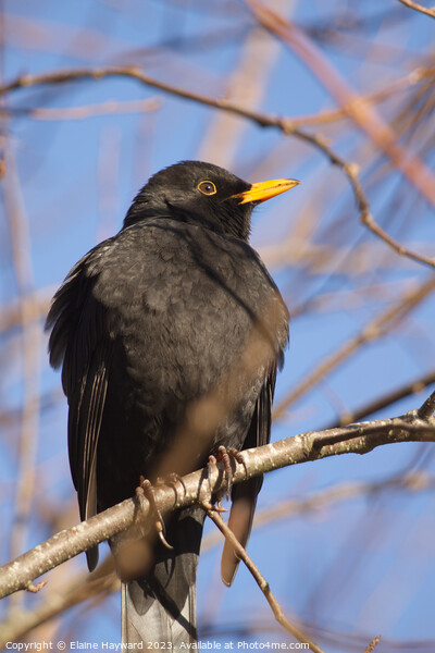 Male blackbird resting on a branch in winter Picture Board by Elaine Hayward