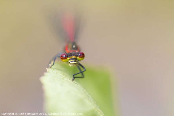 Large Red Damselfly 1 Picture Board by Elaine Hayward