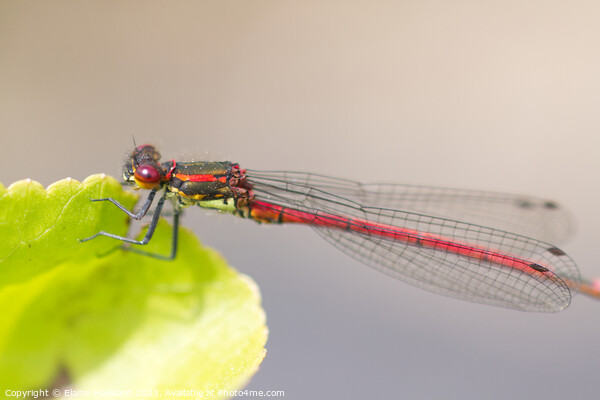 Large Red Damselfly 2 Picture Board by Elaine Hayward