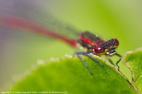 Large Red Damselfly 3 Picture Board by Elaine Hayward