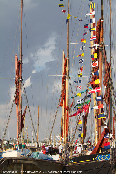 Thames Barge at Maldon on regatta day Picture Board by Elaine Hayward