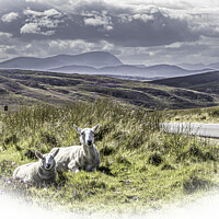 Buy canvas prints of Roadside Sheep. by John Godfrey Photography