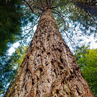 Buy canvas prints of Redwood Monster by Paul Pepper