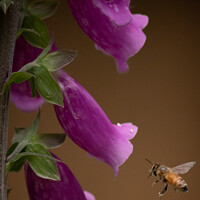 Buy canvas prints of Digitalis Bee by Paul Pepper