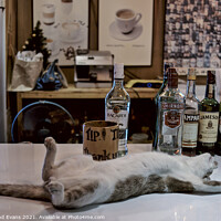 Buy canvas prints of Drunken Cat by Raymond Evans