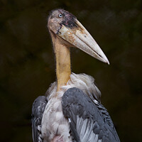 Buy canvas prints of Stork by Raymond Evans
