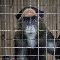 Buy canvas prints of Caged animal, De Brazza's monkey, by Raymond Evans