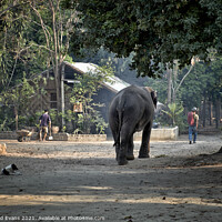 Buy canvas prints of Elephant and Mahout by Raymond Evans