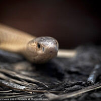 Buy canvas prints of Albino Cobra approaching by Raymond Evans