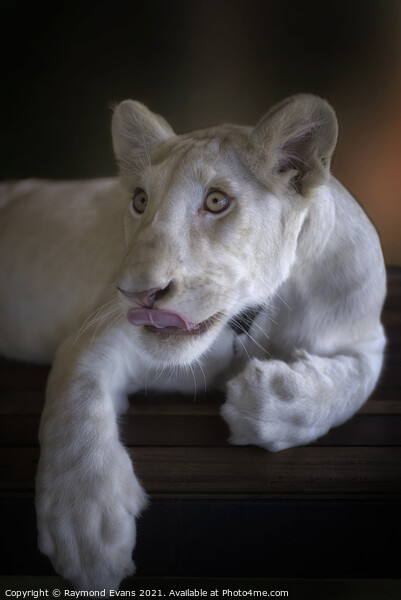 White lion cub (Panthera leo krugeri) Acrylic by Raymond Evans